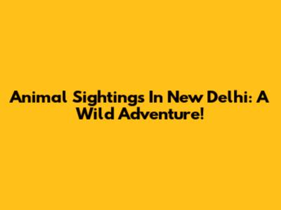 Animal Sightings In New Delhi: A Wild Adventure!