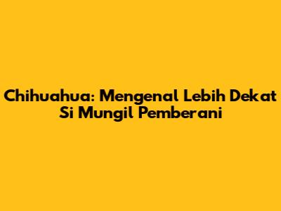 Chihuahua: Mengenal Lebih Dekat Si Mungil Pemberani