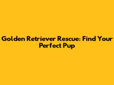 Golden Retriever Rescue: Find Your Perfect Pup