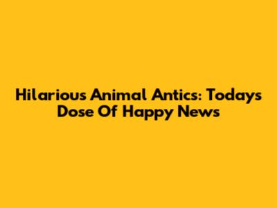 Hilarious Animal Antics: Today's Dose Of Happy News