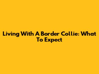Living With A Border Collie: What To Expect