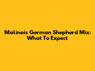 Malinois German Shepherd Mix: What To Expect