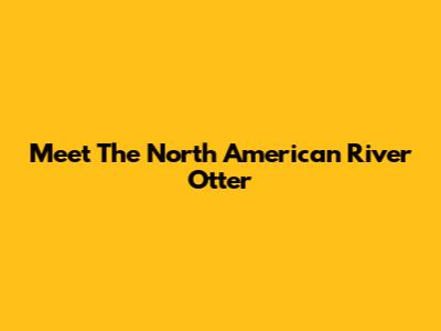 Meet The North American River Otter