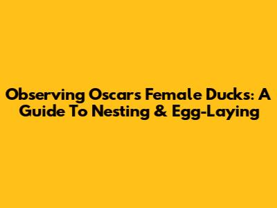 Observing Oscar's Female Ducks: A Guide To Nesting & Egg-Laying