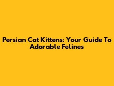 Persian Cat Kittens: Your Guide To Adorable Felines