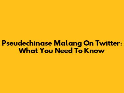Pseudechinase Malang On Twitter: What You Need To Know
